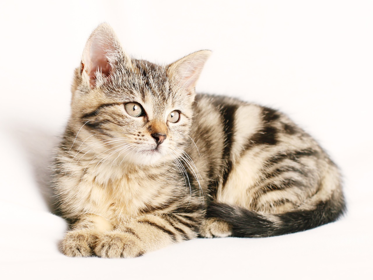 Biegunka u kota – przyczyny i sposoby leczenia